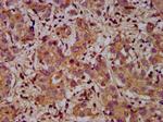 ADAM23 Antibody in Immunohistochemistry (Paraffin) (IHC (P))