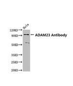 ADAM23 Antibody in Western Blot (WB)