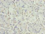 ADH7 Antibody in Immunohistochemistry (Paraffin) (IHC (P))