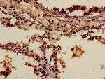 ADH7 Antibody in Immunohistochemistry (Paraffin) (IHC (P))