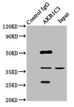 AKR1C3 Antibody in Western Blot (WB)