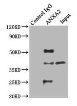 Annexin A2 Antibody in Western Blot (WB)