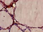 Annexin A9 Antibody in Immunohistochemistry (Paraffin) (IHC (P))