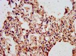 ARL1 Antibody in Immunohistochemistry (Paraffin) (IHC (P))