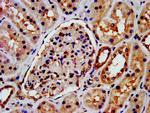 beta Arrestin 1 Antibody in Immunohistochemistry (Paraffin) (IHC (P))