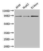 ASPH Antibody in Western Blot (WB)