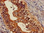 ASTN2 Antibody in Immunohistochemistry (Paraffin) (IHC (P))