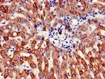 ATP Synthase beta Antibody in Immunohistochemistry (Paraffin) (IHC (P))