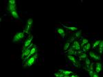 ATP9A Antibody in Immunocytochemistry (ICC/IF)