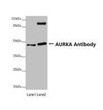 Aurora A Antibody in Western Blot (WB)