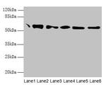 PDI Antibody in Western Blot (WB)