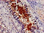 p130Cas Antibody in Immunohistochemistry (Paraffin) (IHC (P))