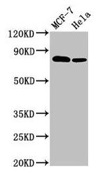 p130Cas Antibody in Western Blot (WB)