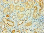 BCAT2 Antibody in Immunohistochemistry (Paraffin) (IHC (P))