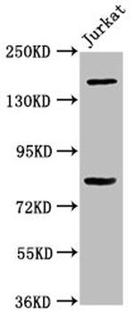 BCL9 Antibody in Western Blot (WB)