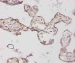 BMP-3 Antibody in Immunohistochemistry (Paraffin) (IHC (P))