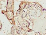 Bisphosphoglycerate mutase Antibody in Immunohistochemistry (Paraffin) (IHC (P))