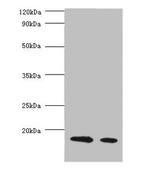 Beta Lactoglobulin Antibody in Western Blot (WB)