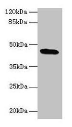 C19orf47 Antibody in Western Blot (WB)