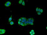 GPI Antibody in Immunocytochemistry (ICC/IF)