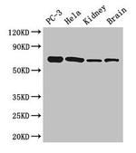 GPI Antibody in Western Blot (WB)