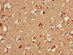 COX5A Antibody in Immunohistochemistry (Paraffin) (IHC (P))