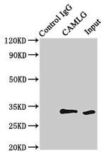 CAMLG Antibody in Western Blot (WB)