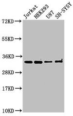 CAMLG Antibody in Western Blot (WB)