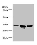 CAPZB Antibody in Western Blot (WB)