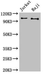 c-Cbl Antibody in Western Blot (WB)