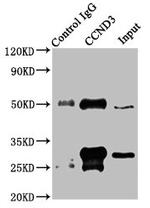 Cyclin D3 Antibody in Western Blot (WB)