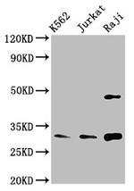 Cyclin D3 Antibody in Western Blot (WB)