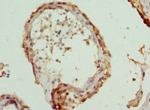 TCP-1 epsilon Antibody in Immunohistochemistry (Paraffin) (IHC (P))