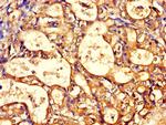 TCP-1 theta Antibody in Immunohistochemistry (Paraffin) (IHC (P))