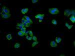 CD3g Antibody in Immunocytochemistry (ICC/IF)