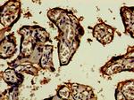 CD46 Antibody in Immunohistochemistry (Paraffin) (IHC (P))