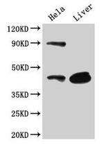 CD46 Antibody in Western Blot (WB)