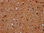 CDS2 Antibody in Immunohistochemistry (Paraffin) (IHC (P))