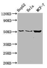 CDS2 Antibody in Western Blot (WB)