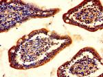 ChAT Antibody in Immunohistochemistry (Paraffin) (IHC (P))