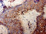 TPMT Antibody in Immunohistochemistry (Paraffin) (IHC (P))