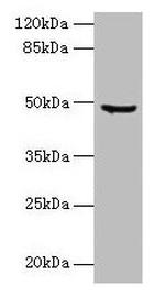 Carboxypeptidase A2 Antibody in Western Blot (WB)