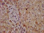 CPOX Antibody in Immunohistochemistry (Paraffin) (IHC (P))