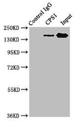 CPS1 Antibody in Western Blot (WB)