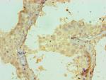 CRISP2 Antibody in Immunohistochemistry (Paraffin) (IHC (P))