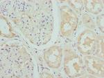 CRTAP Antibody in Immunohistochemistry (Paraffin) (IHC (P))