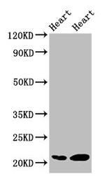 CRYAB Antibody in Western Blot (WB)