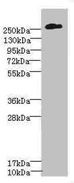 NG2 Antibody in Western Blot (WB)