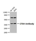 Cathepsin H Antibody in Western Blot (WB)