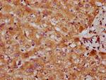 CYP7A1 Antibody in Immunohistochemistry (Paraffin) (IHC (P))